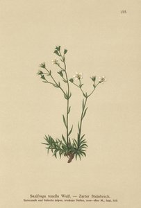 Slanke Saxifrage (Saxifraga tenella) af German School